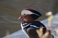 Canard mandarin-01